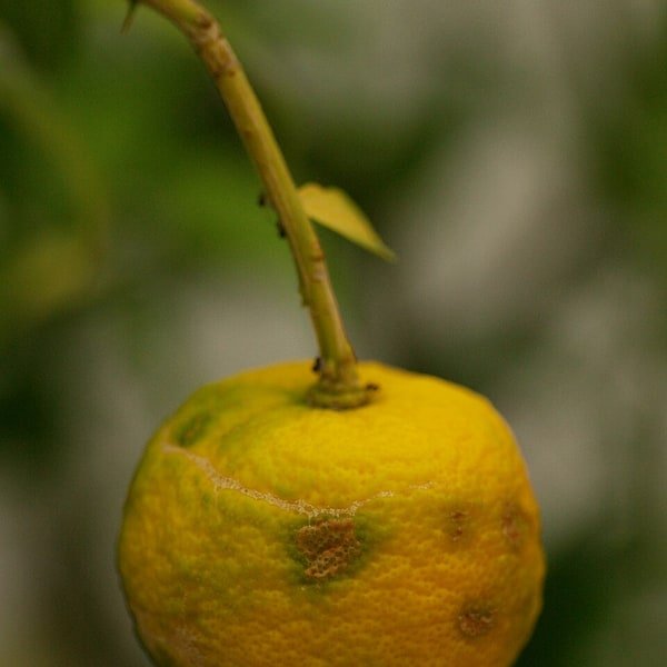 Yuzu Zest Fruit