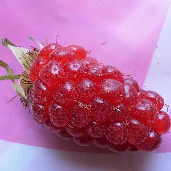 Tayberry Punnet