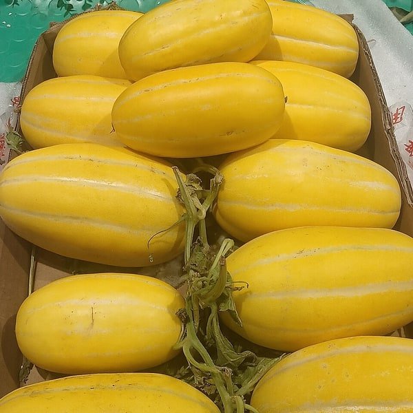 Orange Flesh Honeydew