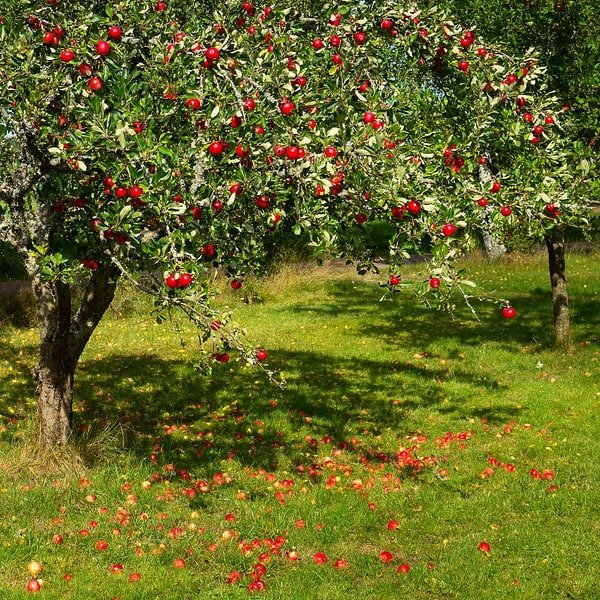 Jazz Apple