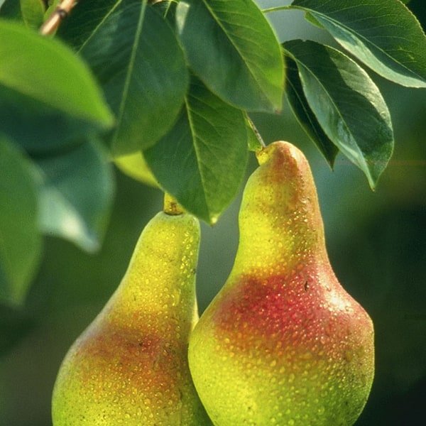 Forelle Pear