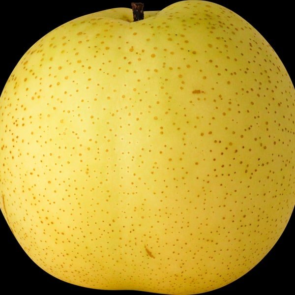 Shinko Asian Pear